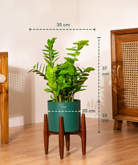 ZZ Green with Large Metal Self Watering Pot