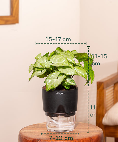 KYARI Syngonium Pixie White + Water 4" Pot- Black