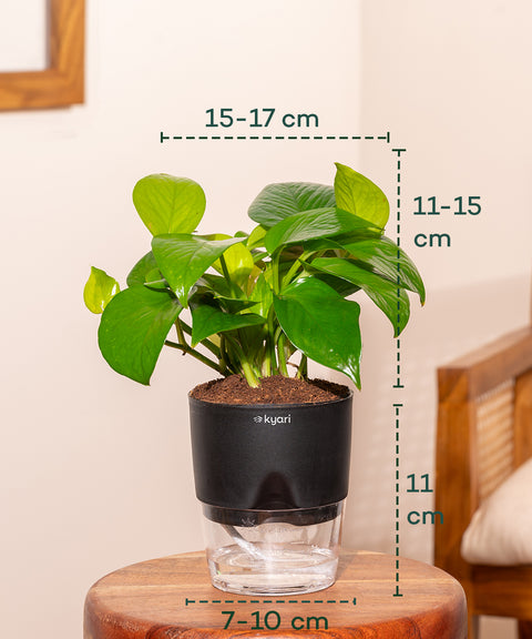 Money Variegated Plant With Self Watering Pot