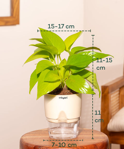 Golden Money Plant