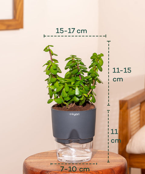 Lucky Jade Plant With Self Watering Pot