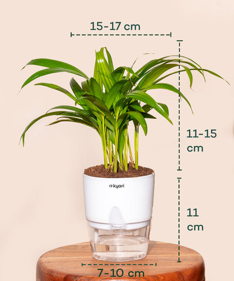 Areca Palm Plant With Self Watering Pot