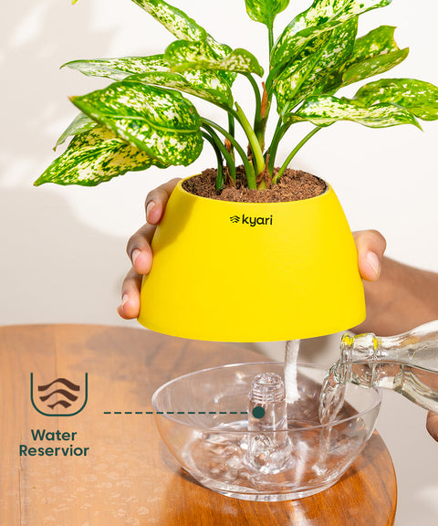 Golden Hahnii Snake Plant With Nova Self Watering Pot