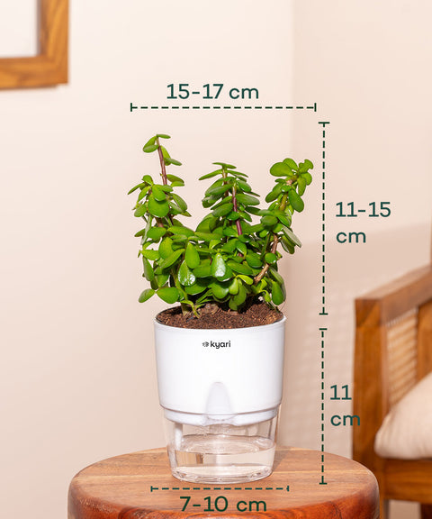 citruskrydda plant pot Shop Lucky Indoor Jade Plant (Crassula Ovata)-Jade Tree – shop.kyari