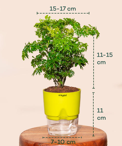Aralia Green Plant With Self Watering Pot