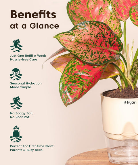 Kyari Poetic Pot Combo of 3 Colours (Yellow, White, Red)