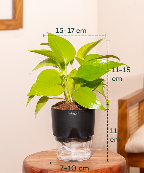 Golden Money Plant