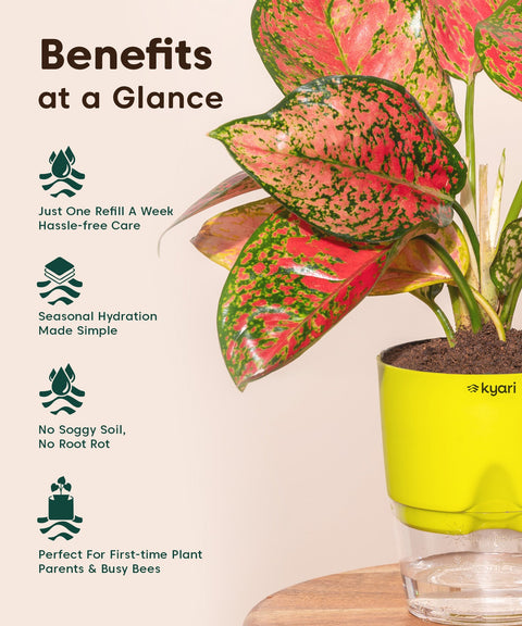 Kyari Poetic Pot Combo of 3 Green