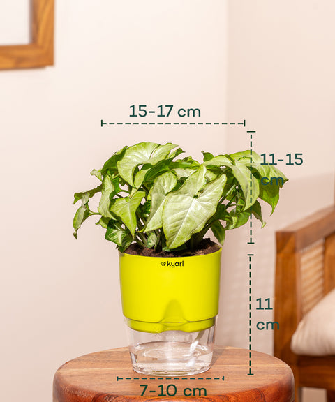 Syngonium Pixie White With Self Watering Pot