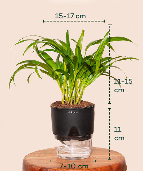 Areca Palm Plant With Self Watering Pot