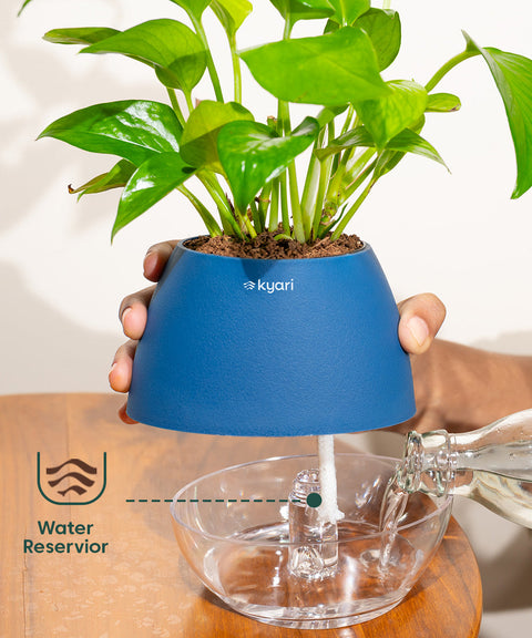 Lucky Bamboo Plant With Nova Self Watering Pot