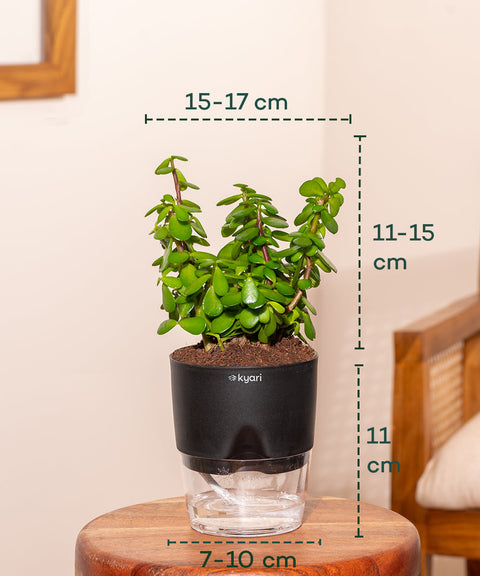 Lucky Jade Plant With Self Watering Pot Paytm