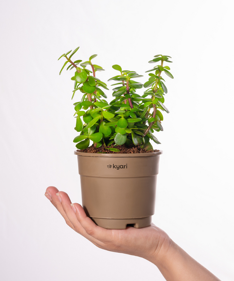 Lucky Jade Plant With Grow Pot - Paytm Exclusive