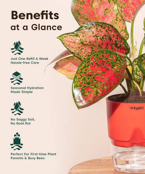 Kyari Poetic Pot Combo of 3 Red