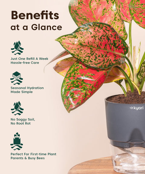Kyari Poetic Pot Combo of 3 Grey