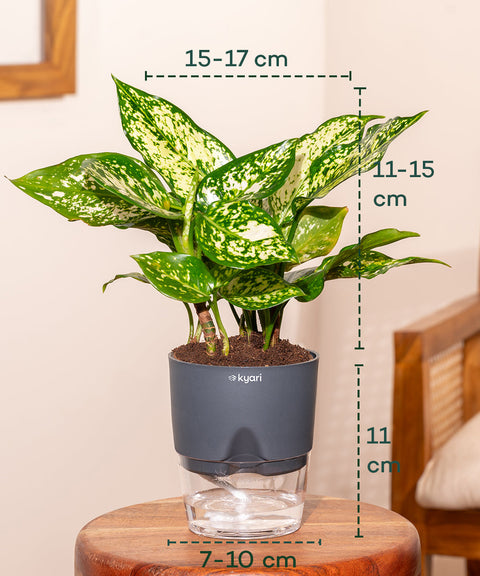 Aglaonema Snow White Plant with Self Watering Pot - Paytm