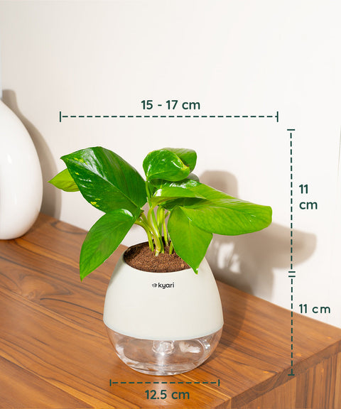 Golden Money Plant With Nova Self Watering Pot