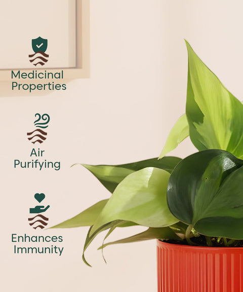 Philodendron Oxycardium Variegated Plant With Mylo Planter