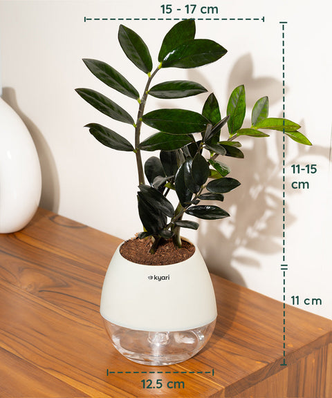 ZZ - Zamia Black Plant Nova