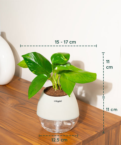 Money Variegated Plant With Nova Self Watering Pot