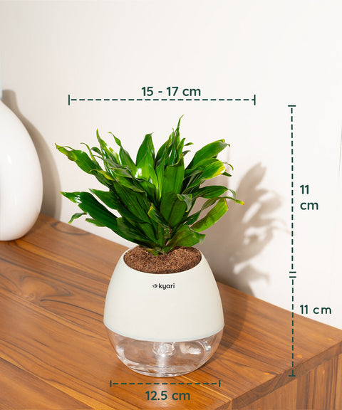 Dracaena Compacta Plant With Nova Self Watering Pot