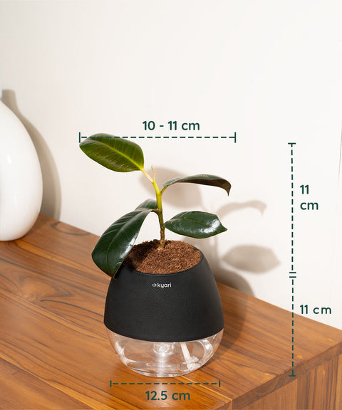 Black Rubber Plant with Self Watering Pot