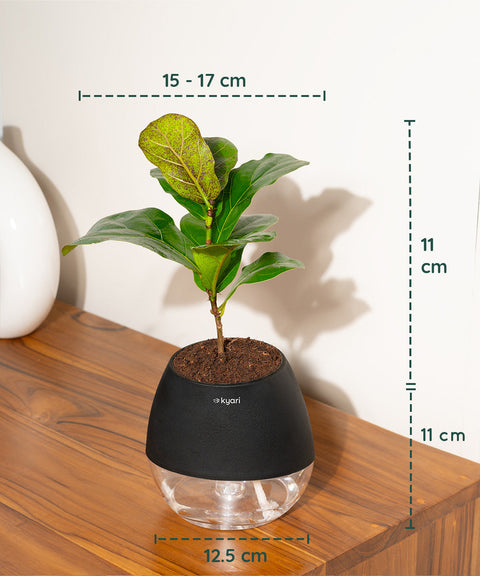 Fiddle Fig Plant With Nova Self Watering Pot