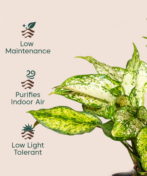 Aglaonema Snow White with Extra Large Metal Self Watering Pot Bonanza