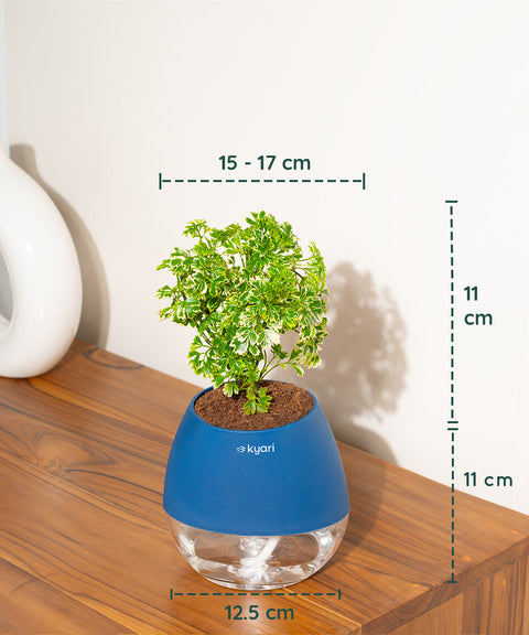 Aralia Variegated Plant With Nova Self Watering Pot