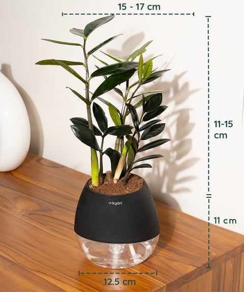 ZZ - Zamia Black Plant Nova