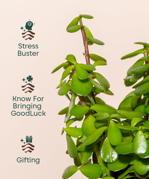 Lucky Jade Plant With Self Watering Pot Paytm Exclusive