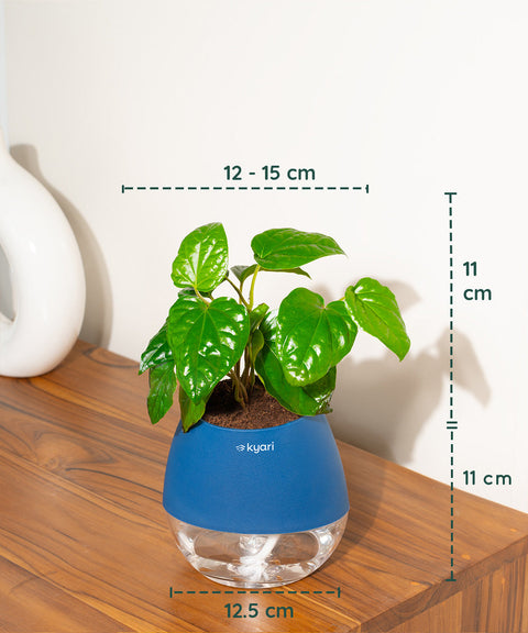 Betel Leaf Plant With Nova Self Watering Pot