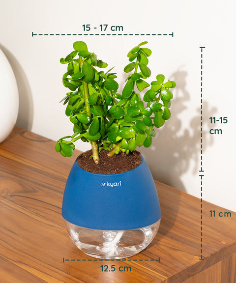 Lucky Jade Plant With Nova Self Watering Pot