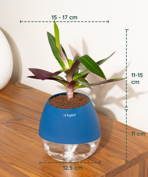 Oyster Plant With Nova Self Watering Pot