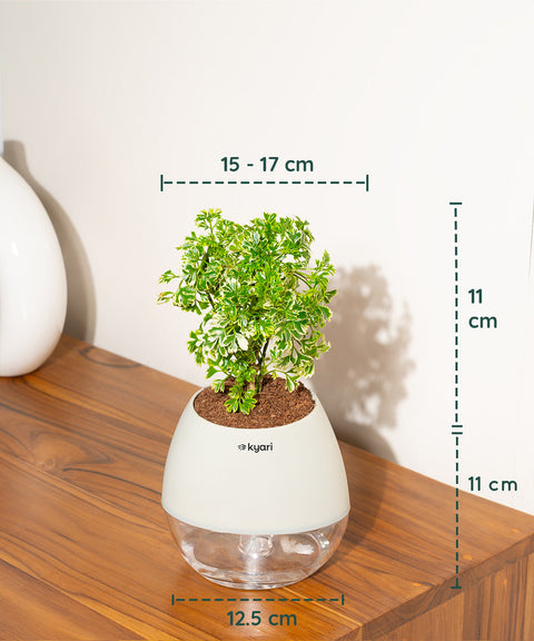 Aralia Variegated Plant With Nova Self Watering Pot