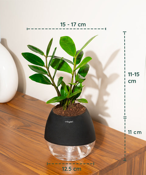 Zamia Green - ZZ Plant With Nova Self Watering Pot