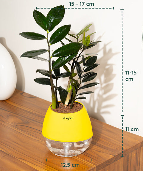 ZZ - Zamia Black Plant Nova