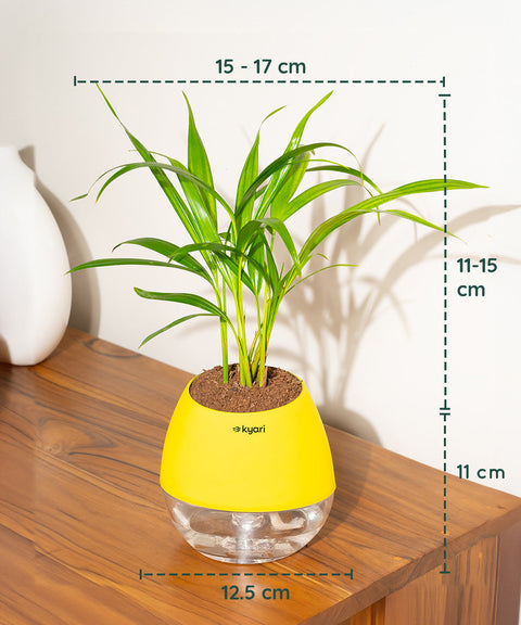 Areca Palm Plant With Nova Self Watering Pot