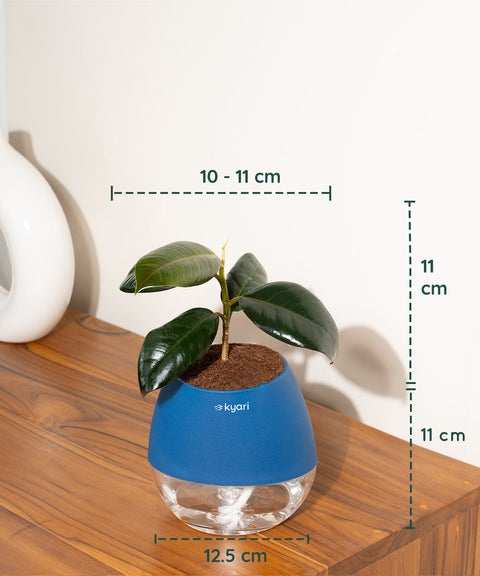 Black Rubber Plant with Self Watering Pot