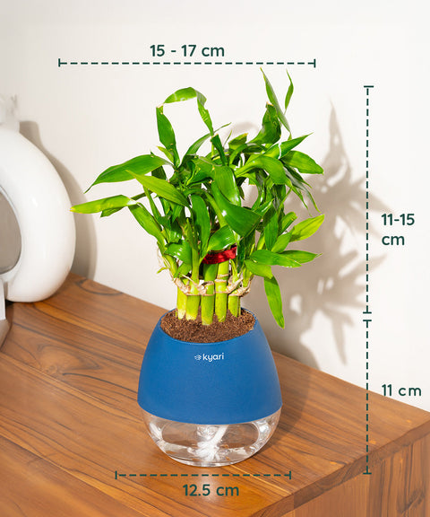 Lucky Bamboo Plant With Nova Self Watering Pot