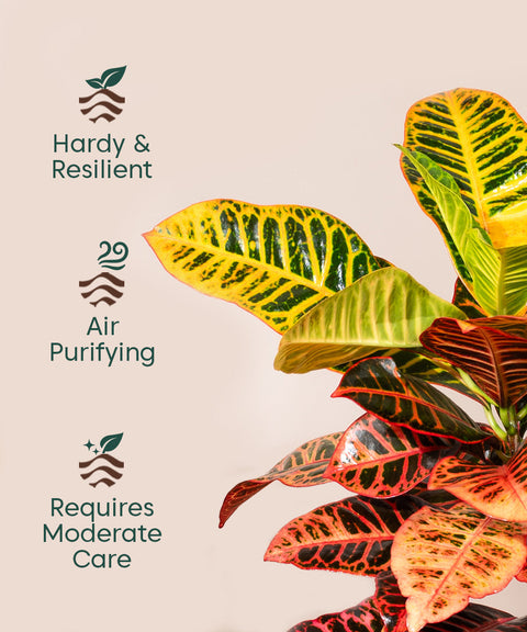 Croton Petra with Large Self Watering Pot