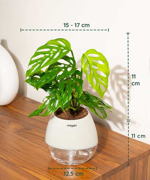 Philodendron Broken Heart Plant With Nova Self Watering Pot