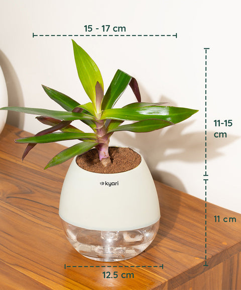 Oyster Plant With Nova Self Watering Pot