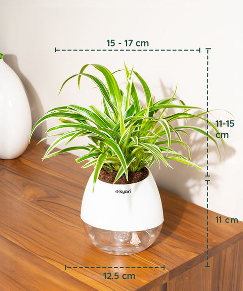Spider Plant With Nova Self Watering Pot