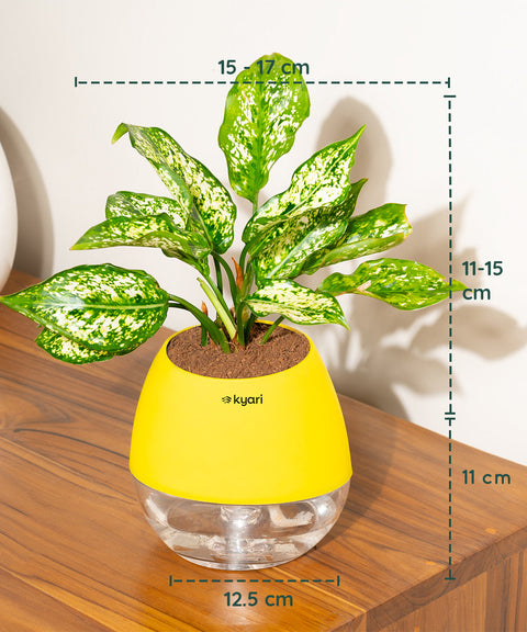 Aglaonema Snow White Plant With Nova Self Watering Pot