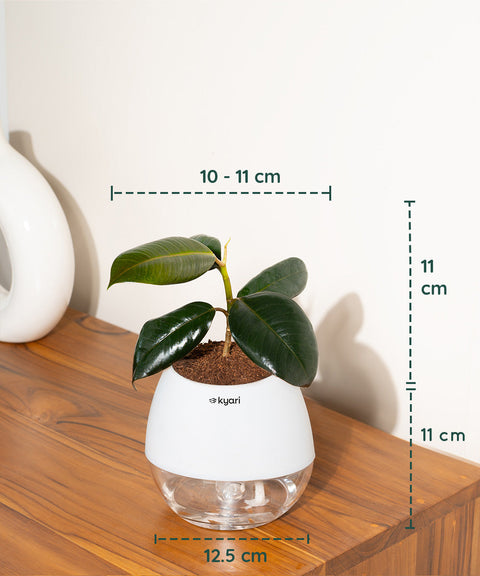 Black Rubber Plant with Self Watering Pot