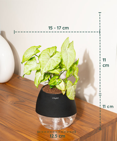 Syngonium Pixie White Plant With Nova Self Watering Pot