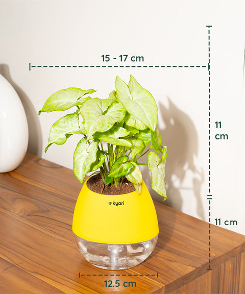 Syngonium Pixie White Plant With Nova Self Watering Pot