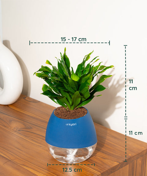 Dracaena Compacta Plant With Nova Self Watering Pot