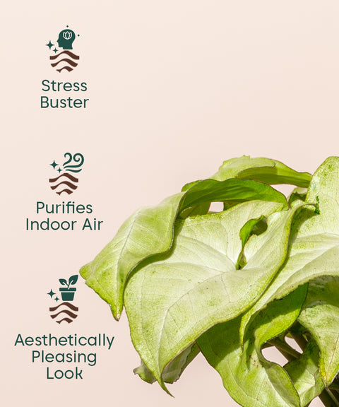 KYARI Syngonium Pixie White + Water 4" Pot- Black